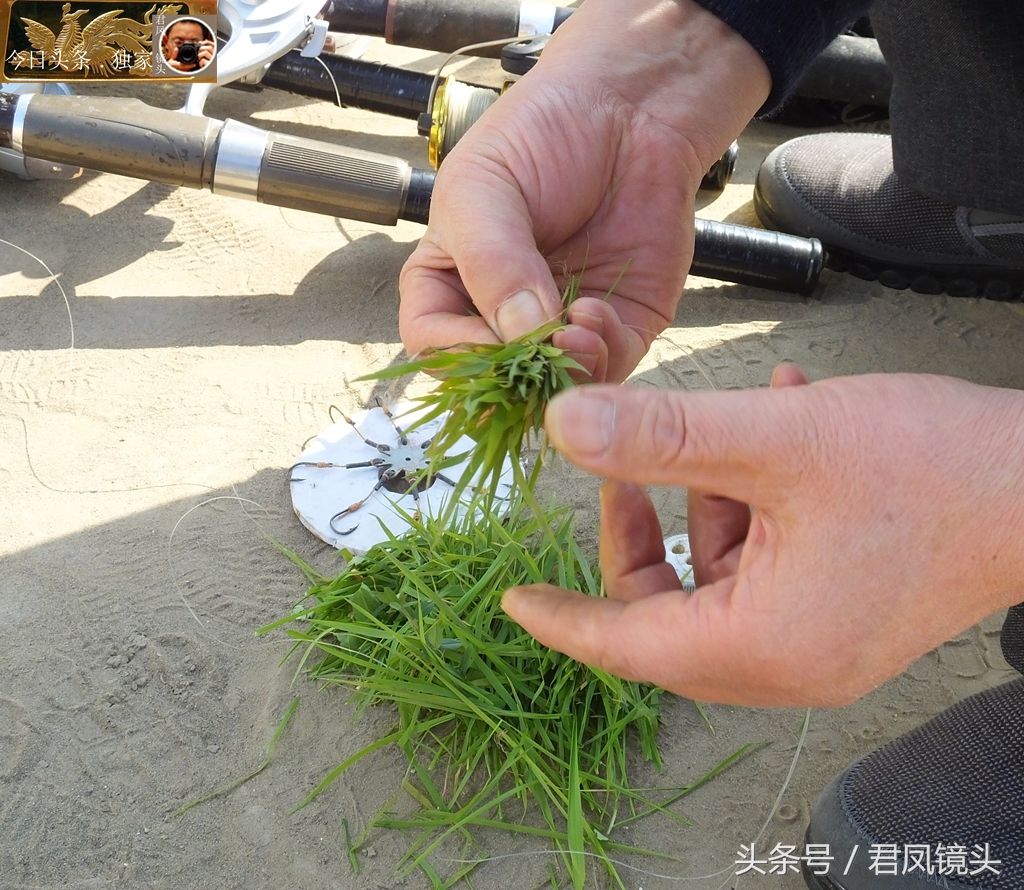 将青草整理整齐,把鱼钩包在青草里面,捆扎起来.
