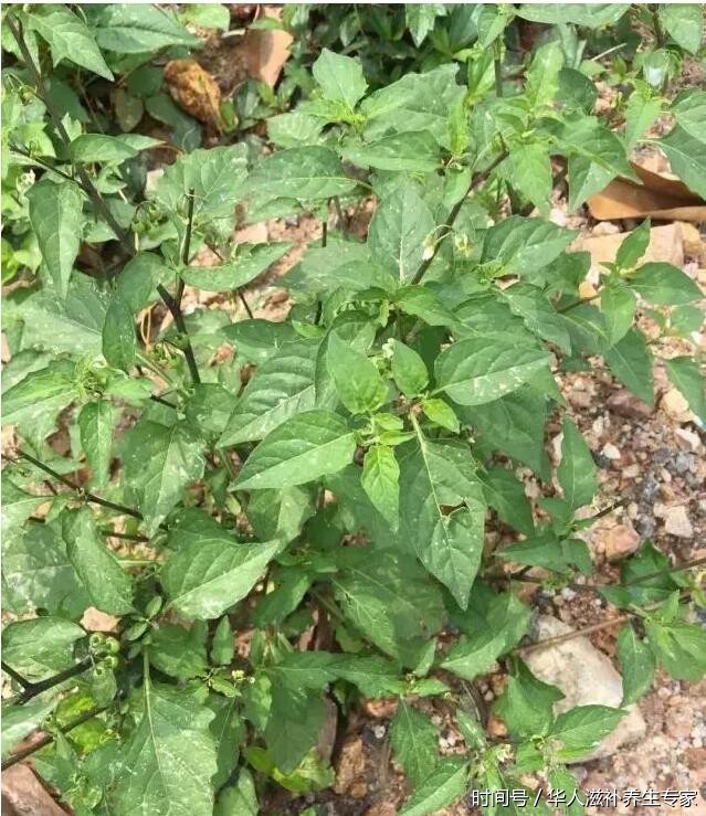 农村的这种野菜,不仅甘甜好吃还能治病