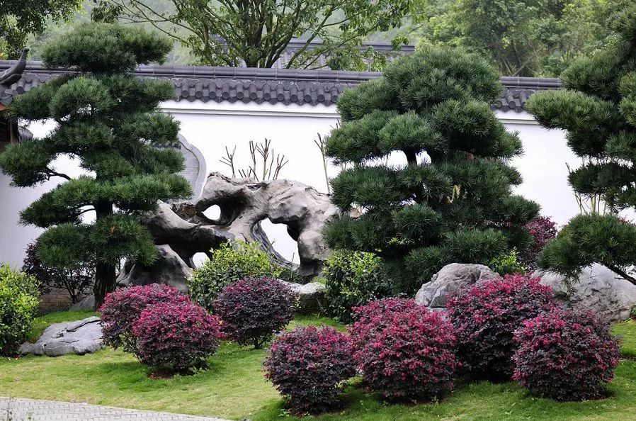 有钱任性!新贵们最爱选的庭院树,你选对了吗?