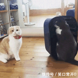 壁纸 动物 狗 狗狗 250_250 gif 动态图 动图