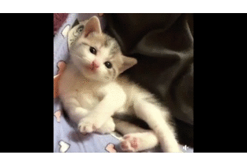女子晒小猫照片,网友感觉哪里不对劲,最后偷笑:它在冲你比中指