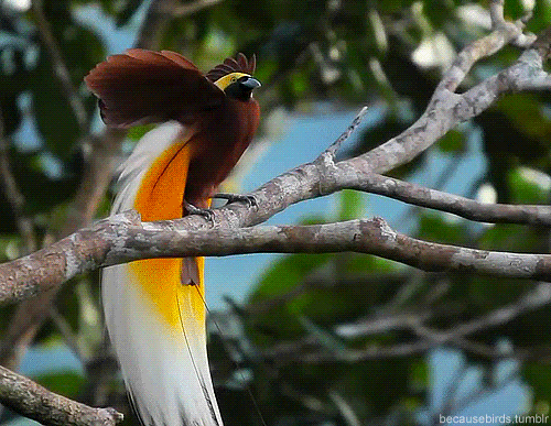 壁纸 动物 鸟 鸟类 雀 500_387 gif 动态图 动图