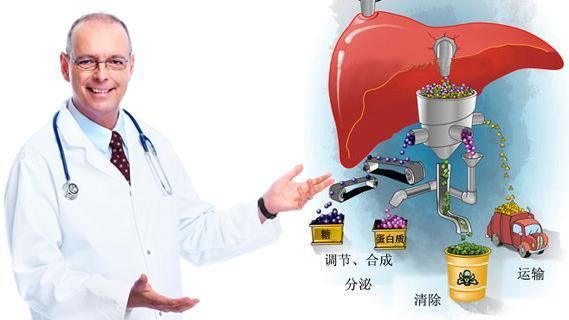 学看化验单,与肝脏功能好坏密切相关的八大项目,快来学习吧