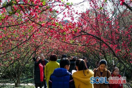 春入双流 万株海棠吐芬芳等你来赏