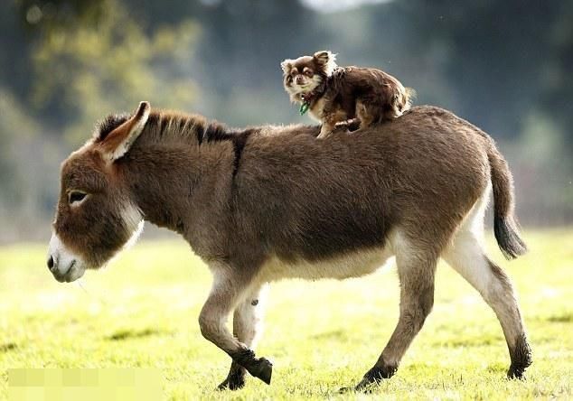 迷你驴是善良,温驯,可爱的动物,经常作为宠物来饲养,它们对人类和其他
