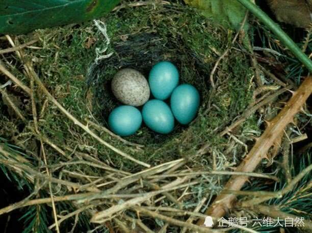 其实不是的,这是两种鸟的鸟蛋,只不过这种鸟自己不会做窝,也不孵卵—