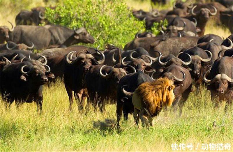 请帮我解梦,为何我经常梦见被追赶,拼命奔跑却未能逃脱? 请帮我解梦,为何我经常梦见被追赶,拼命奔跑却未能逃脱?