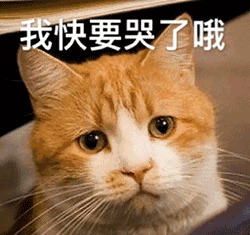 表情包|喵星人这么伤心,你受得住吗?