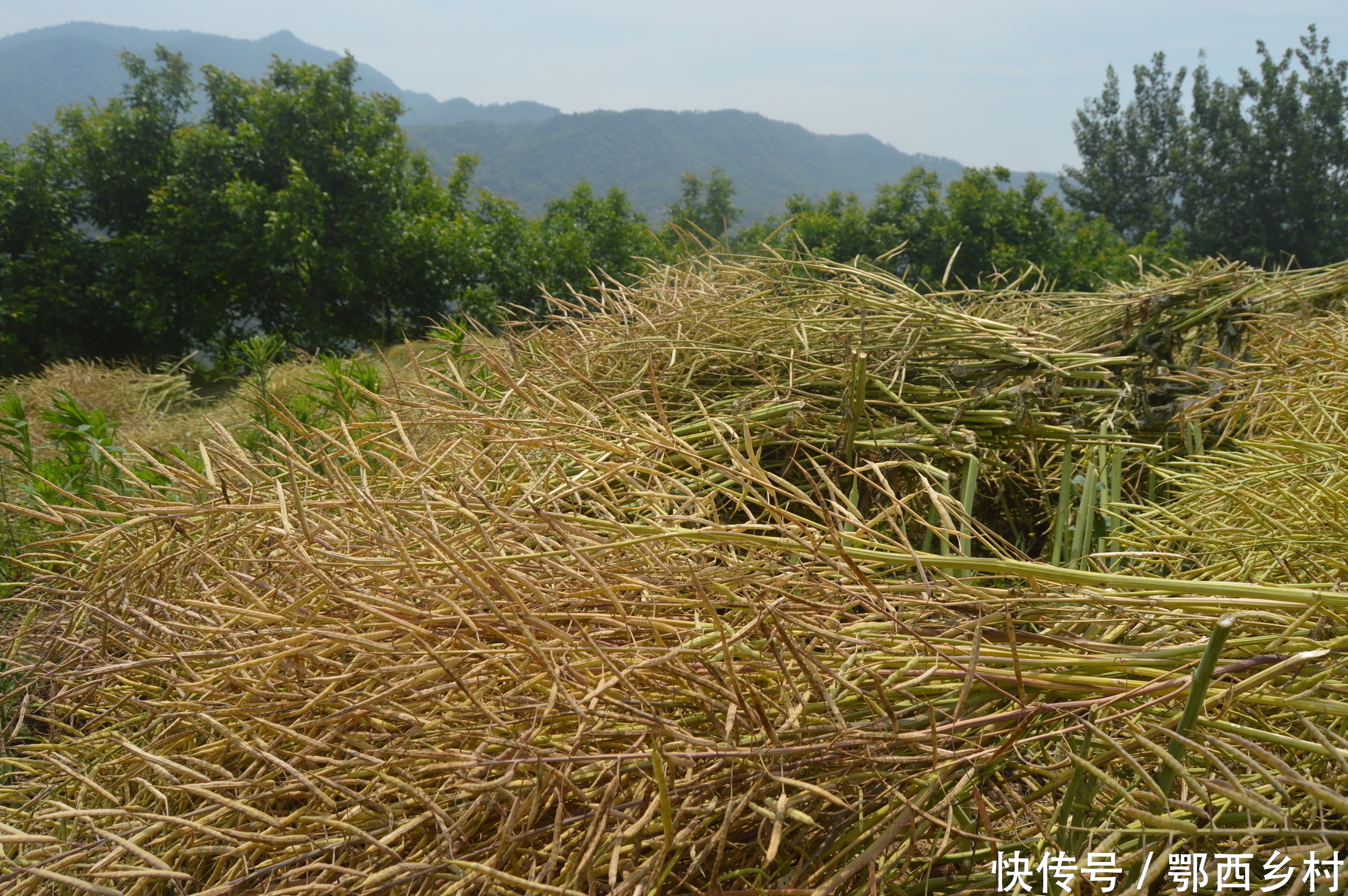 割好以后一剁一剁堆好,天晴太阳晒几天,准备把油菜籽敲打下来.