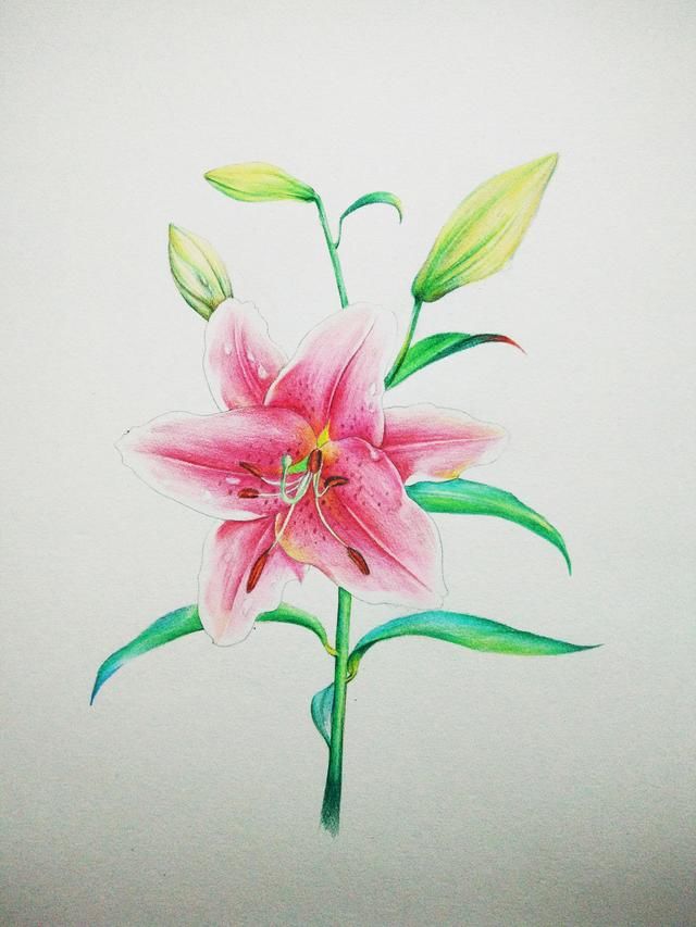 一朵有颜值的花,彩铅百合手绘教程