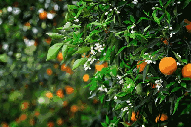 壁纸 花 水果 植物 桌面 640_425 gif 动态图 动图