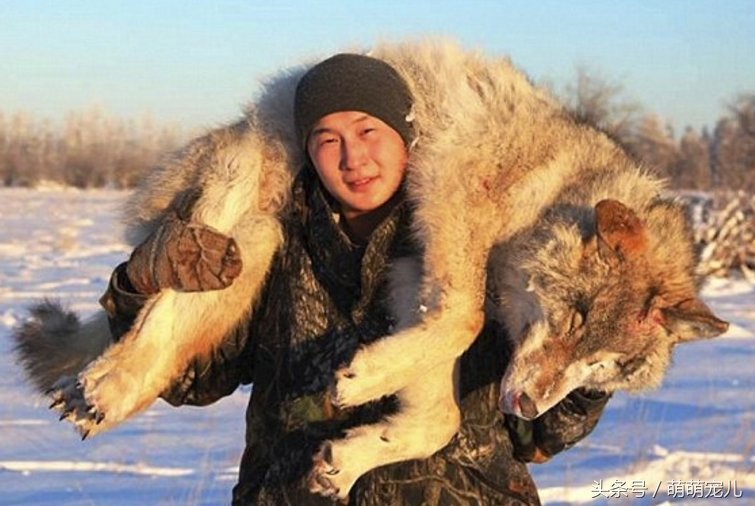 为了减少牧民损失,当地政府开办了"天空狩猎"来吸引富豪游客来猎杀