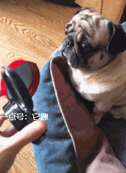 搞笑gif:看看新郎要干嘛,这么着急吗?