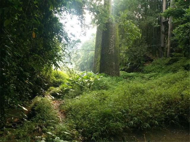 端午节,吃美味舌尖?浦北广西山村放养的官记地址美食店弟图片