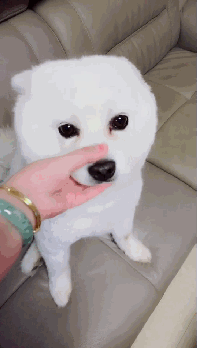 不按住嘴,就一天24小时都是这样笑,你家萨摩耶也这样吗?