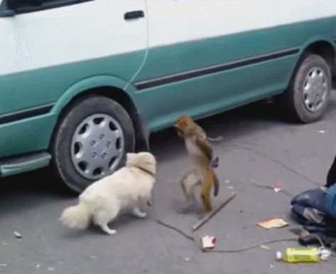 猴和狗被拉到集市赚钱,猴子不停揍狗狗,旁人扔钱看戏!