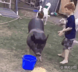 爆笑gif,就欺负我胸小吧.