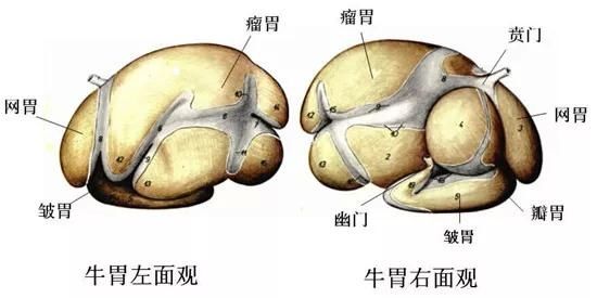 图片来自网络关键词:牛肚 牛肚,也是牛的胃,就是四个胃中的网胃