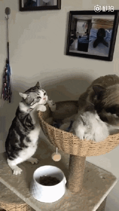 搞笑动物趣图,吃狗粮的最高境界,看那两只猫得瑟的小眼神图片