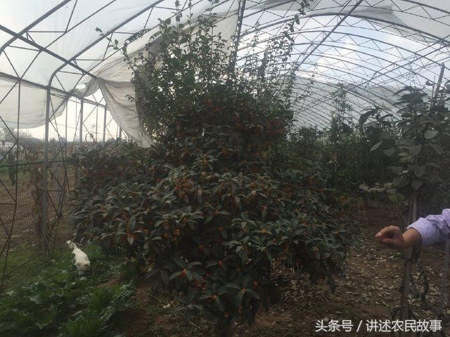 树形好的名贵桂花一棵价值一二千元(直径20公斤,现在棚里的各类桂花