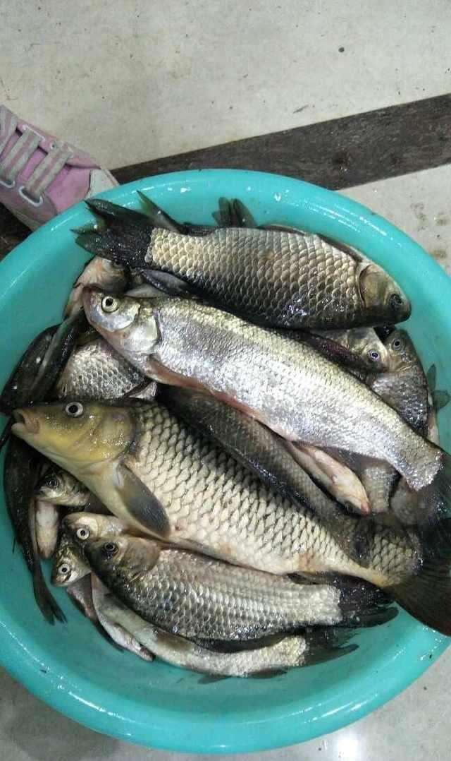 梦境解析，昨晚梦到钓到一条大鱼，究竟是吉兆还是预示着什么？