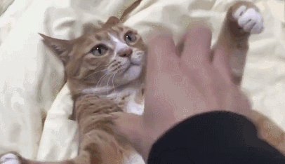 别人家猫玩手指游戏超萌,自家橘猫就认吃,主人瞬间气急败坏