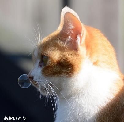 网友捕捉到超难得喵星人鼻涕泡泡照,超级可爱的!