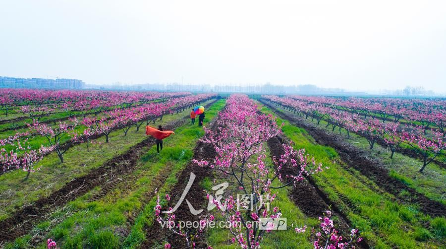 1.2018年3月29日,春光明媚,江苏泗洪县陈圩乡黄桃,水蜜桃进入盛花期.