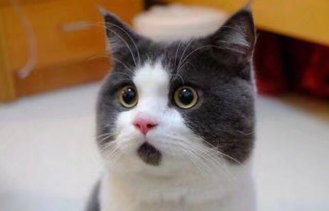 心理测试:4只猫,哪只是惊讶的表情?测你骨子里是不是个二货!