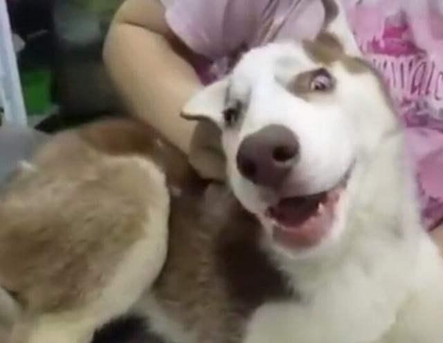 小狗打针结束,仍然一副痛苦挣扎的表情,都可以拿奥斯卡小金人了