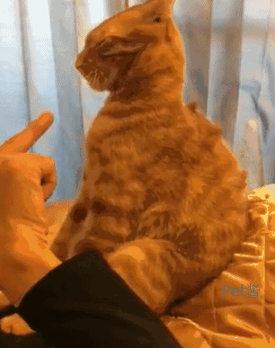 猫咪犯错被铲屎官教育,它紧紧闭着眼睛,猫:不听不听,王八念经