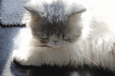 壁纸 动物 猫 猫咪 兔子 小猫 桌面 400_266 gif 动态图 动图