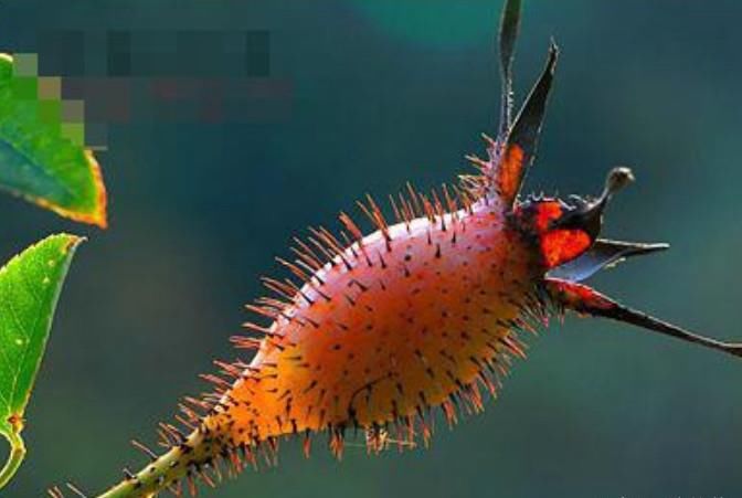 啥是金樱子 t019b0fcdef962319f1.jpg?size=672x451