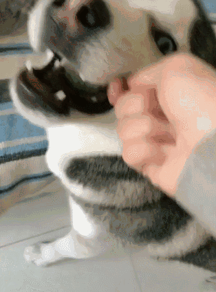 壁纸 动物 狗 狗狗 314_425 竖版 竖屏 手机 gif 动态图 动图