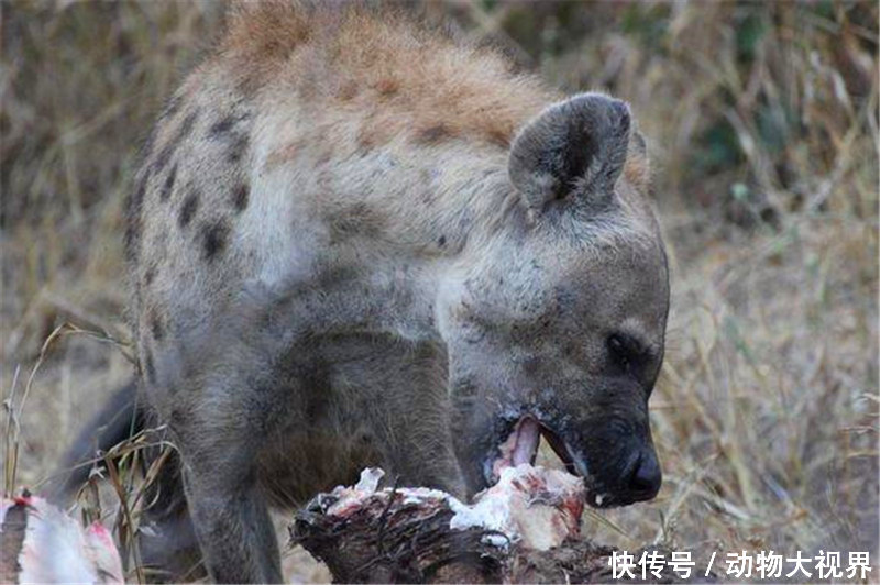 鬣狗群合力围攻一只猎物,吃的津津有味,猎物最后被啃的好干净