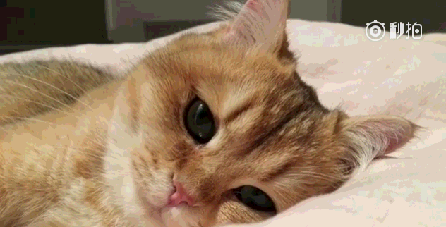 壁纸 动物 狗 狗狗 猫 猫咪 小猫 桌面 632_322 gif 动态图 动图