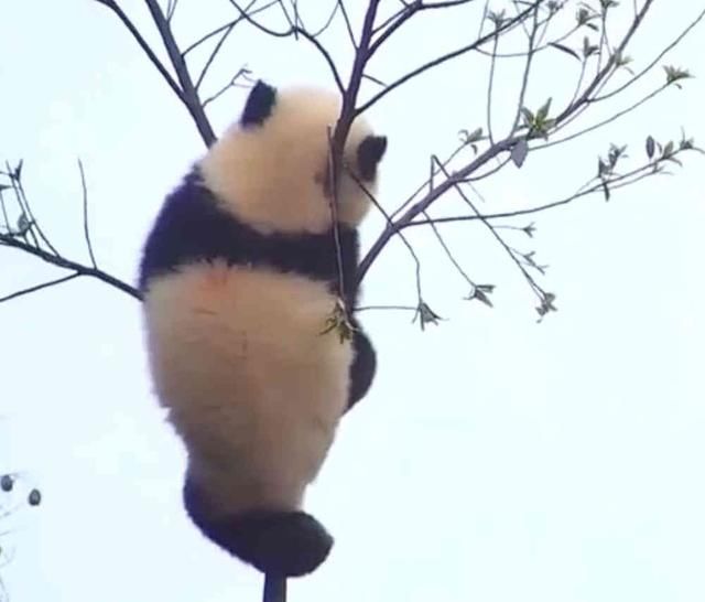 树顶上那个熊猫宝宝,你还能下来吗?树:你考虑过我的感受吗?