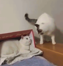 壁纸 动物 狗 狗狗 253_266 gif 动态图 动图