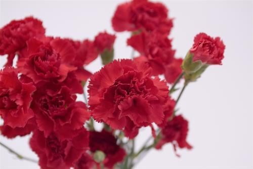 康乃馨简谱_康乃馨简谱 李会泉词 李东石曲 李东石原创曲谱专栏 中国曲谱网(2)