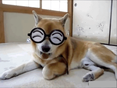 壁纸 动物 狗 狗狗 400_303 gif 动态图 动图