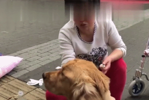 壁纸 动物 狗 狗狗 602_404 gif 动态图 动图