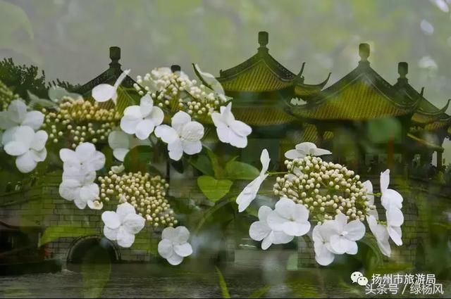 一夜琼花万卷诗!扬州琼花怒放,快来赏花吧