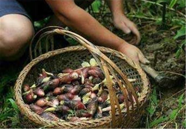 梦境解析,三条小蛇变大吃人,究竟意味着什么? 梦境解析,三条小蛇变大吃人,究竟意味着什么?