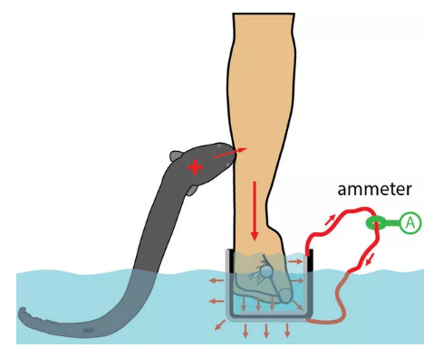 catania决定以身试电,以研究电鳗跃出水面放电的行为