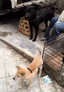 壁纸 动物 狗 狗狗 248_356 竖版 竖屏 手机 gif 动态图 动图