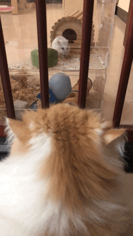 最新一期内涵爆笑动图 这少妇真会玩,小伙子惊呆了!