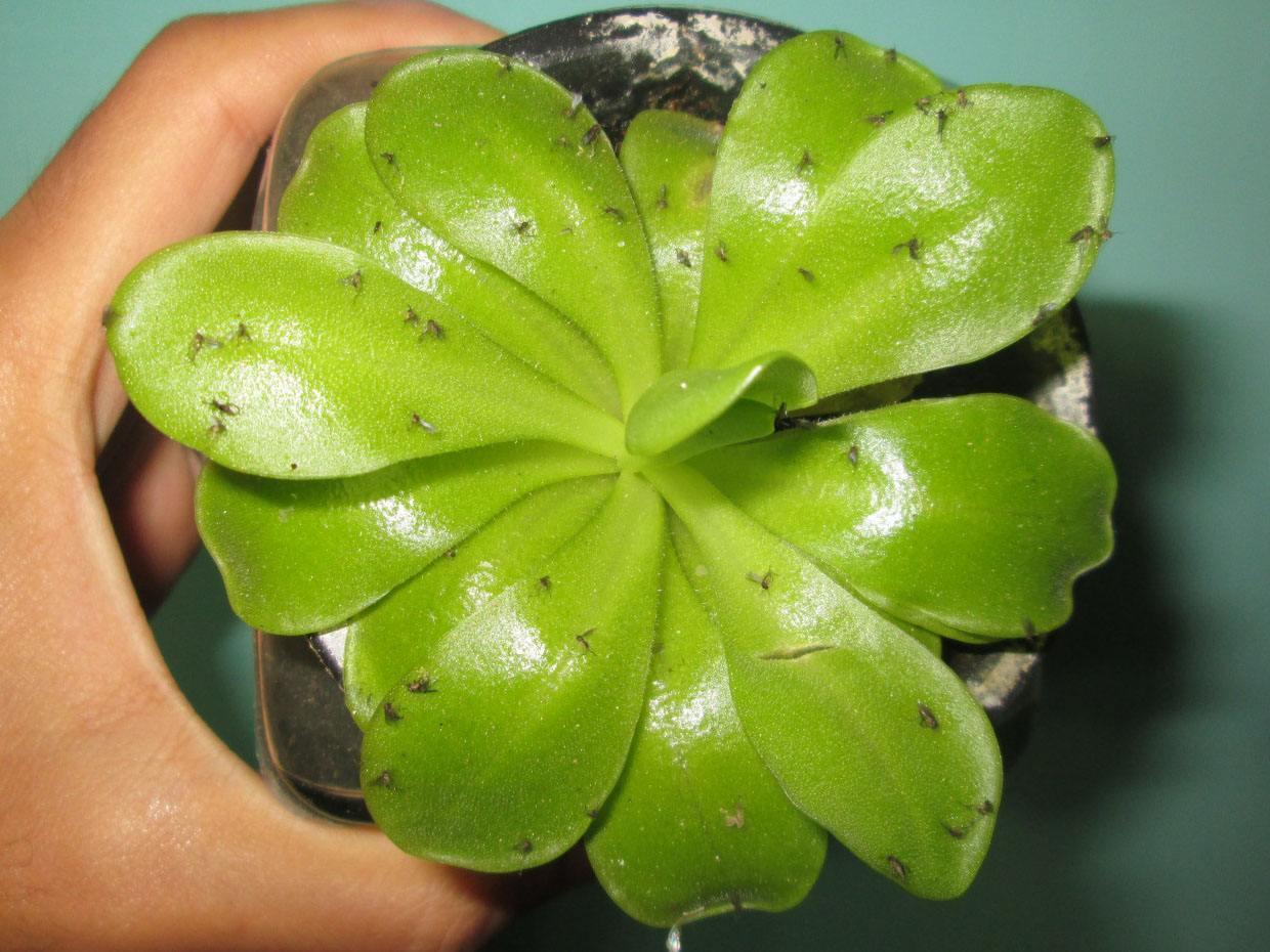 小黑飞护花神_治小黑飞绝招_小黑飞防治