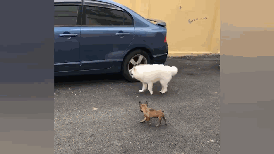 大狗走路顺拐,小狗跟在大狗身后玩耍,看到大狗走路姿势都懵了