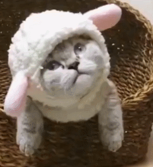 卖萌神器自制12张超级可爱猫咪清晰动态图