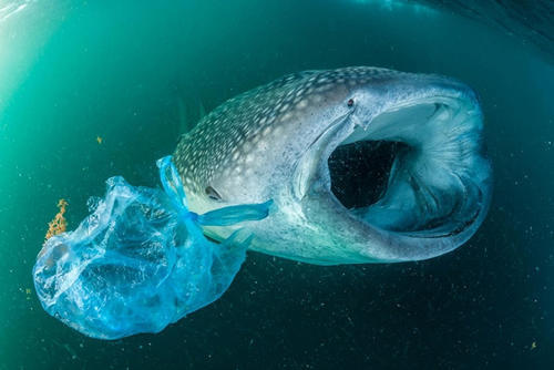 在地球最深的海沟里海洋生物正在吃塑料